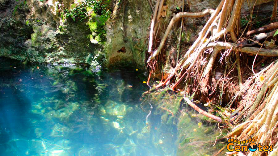 Yucatán, Cenotes en Homún, Cenotes Yucatán