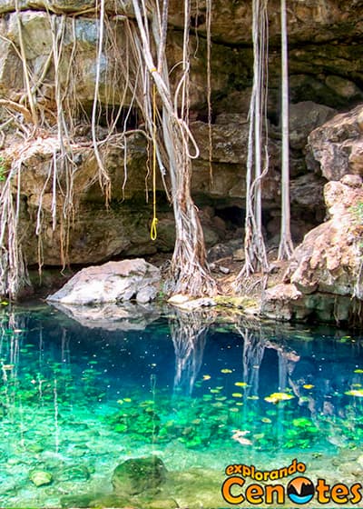 Cenote Xbatún en San Antonio Mulix, Cenotes en Yucatán